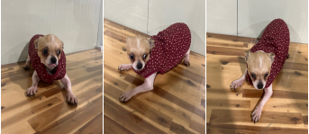 부산동물보호센터_426326202400148